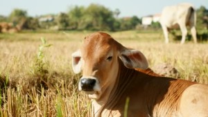 Plénière « La filière économique du veau en Dordogne »